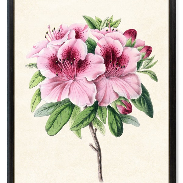 Pink Azaleas Digital Print, Vintage Azalea Flower Illustration, Printable Pink Flowers Botanical Wall Art Instant Download