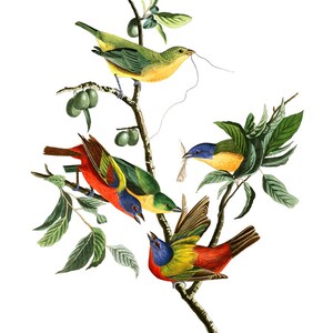 May include: A painting depicting four brightly coloured birds perched on a branch with green leaves. The birds are a mix of red, yellow, blue and green.