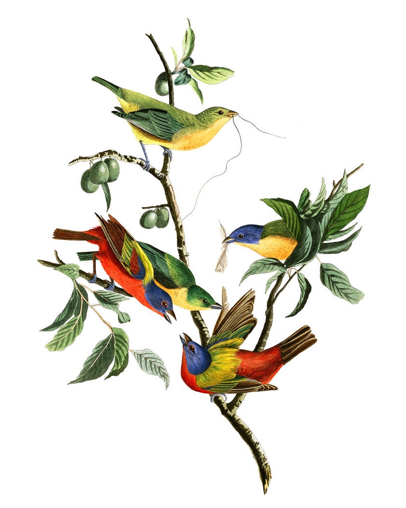 May include: A painting depicting four brightly coloured birds perched on a branch with green leaves. The birds are a mix of red, yellow, blue and green.