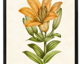Printable Flower Art, Orange Lily Vintage Illustration, Botanical Print, Digital Wall Art, INSTANT DOWNLOAD