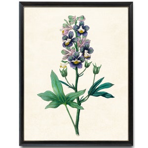 Digital Download 8x10  Art Print / Delphinium Flowers Vintage Botanical Illustration Printable Wall Art
