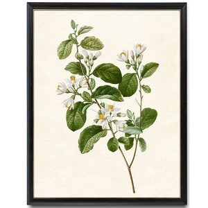 Digital Download Art Print / Blooming Snowdrop Bush Plant Vintage Botanical Illustration
