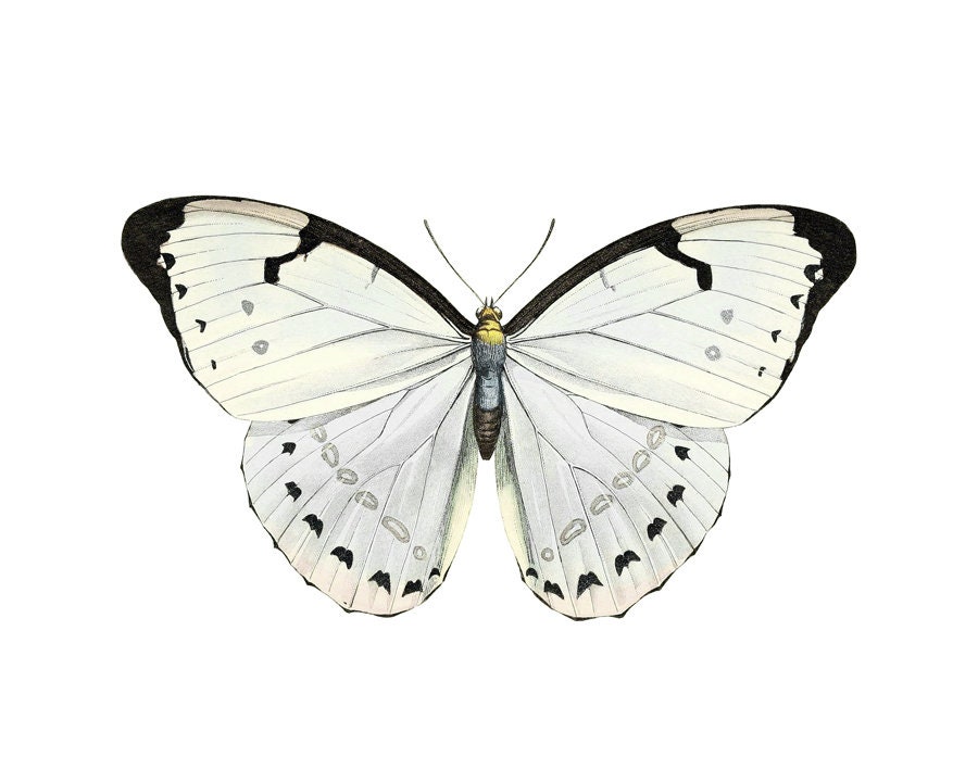 White Morpho Butterfly Printable Art Vintage Insect - Etsy