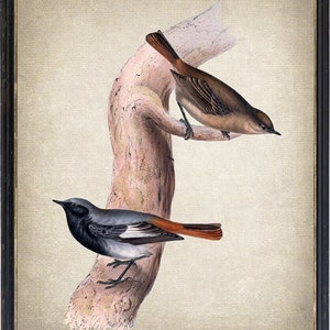 以下が含まれることがあります： 木の枝にとまっている2羽の鳥のヴィンテージイラスト。左側の鳥は黒、白、赤で、右側の鳥は茶色で赤い尾をしています。鳥は薄いベージュの背景に描かれています。