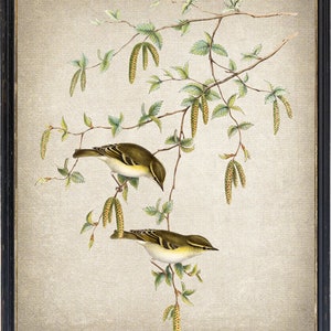 Yellow-browed Warbler Birds Printable, Vintage Illustration, Natural History Bird Wall Art Print INSTANT DOWNLOAD