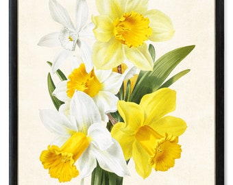 Impresión artística de flores de primavera de hasta 60 x 76 cm, descarga digital, ilustración vintage de narcisos, arte mural botánico imprimible.