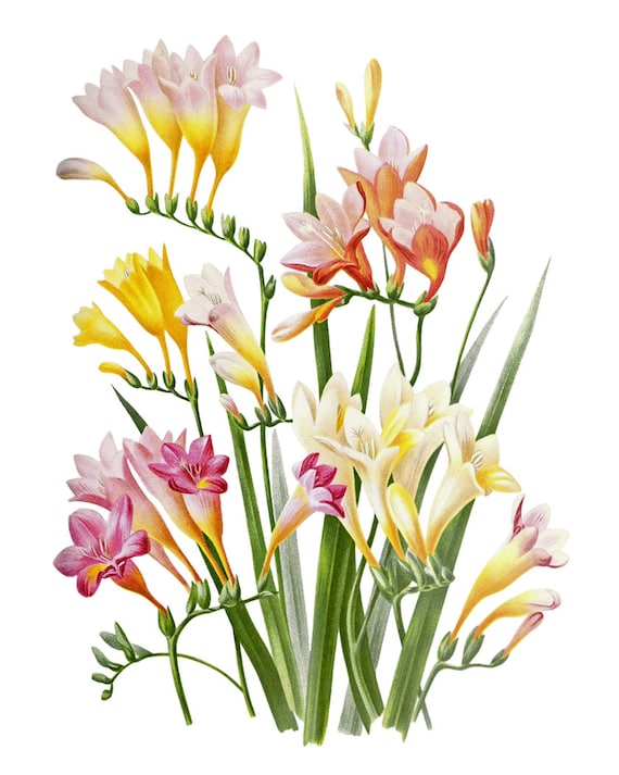 絵画 freesia  sizeF3 Freesia - Botanical Study by Deborah Eddy | Chairish