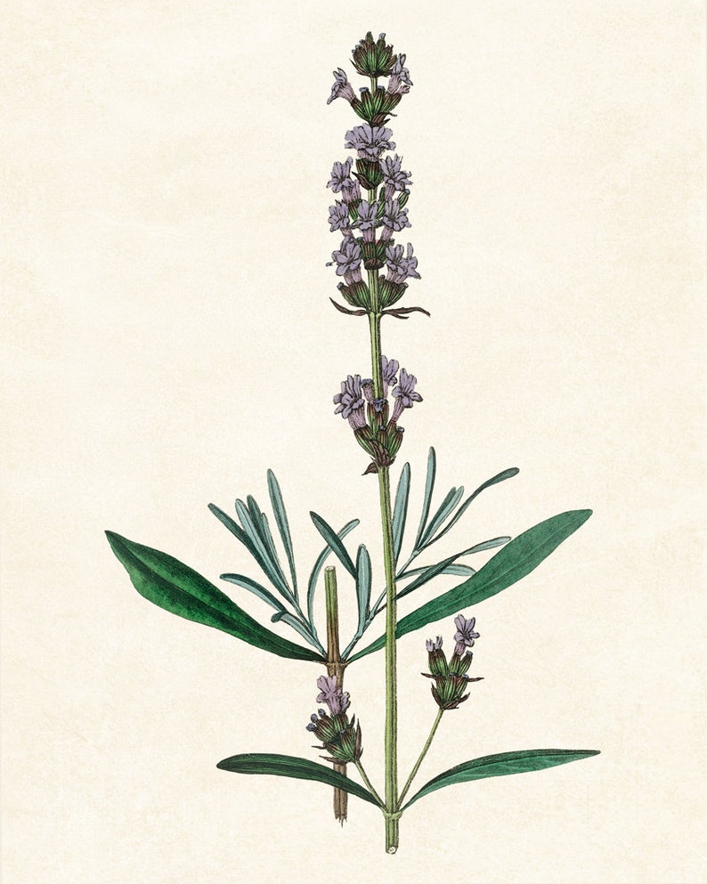Digital Download 8x10 Art Print / English Lavender Plant - Etsy