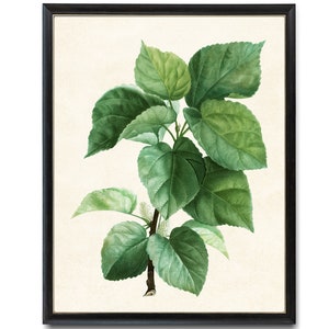 Digital Download Art Print / White Mulberry Branch Vintage Botanical Illustration