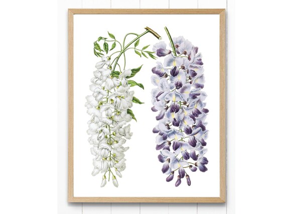 白と紫の藤のプリントアート、ヴィンテージフラワーイラスト、植物の壁