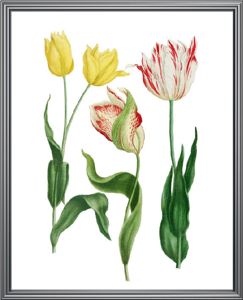 Tulips Printable Antique Illustration Spring Botanical Wall | Etsy