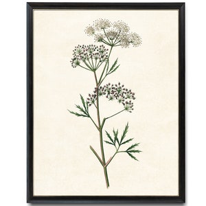 Digital Download 8x10  Art Print / Flowering Cowbane Plant Vintage Botanical Illustration Printable Wall Art