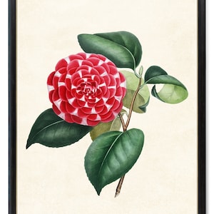 Afdrukken tot 24 x 30 inch Camellia bloem afdrukbare kunst, vintage illustratie, Camellia 'Queen Victoria' Wall Art Print INSTANT DOWNLOAD