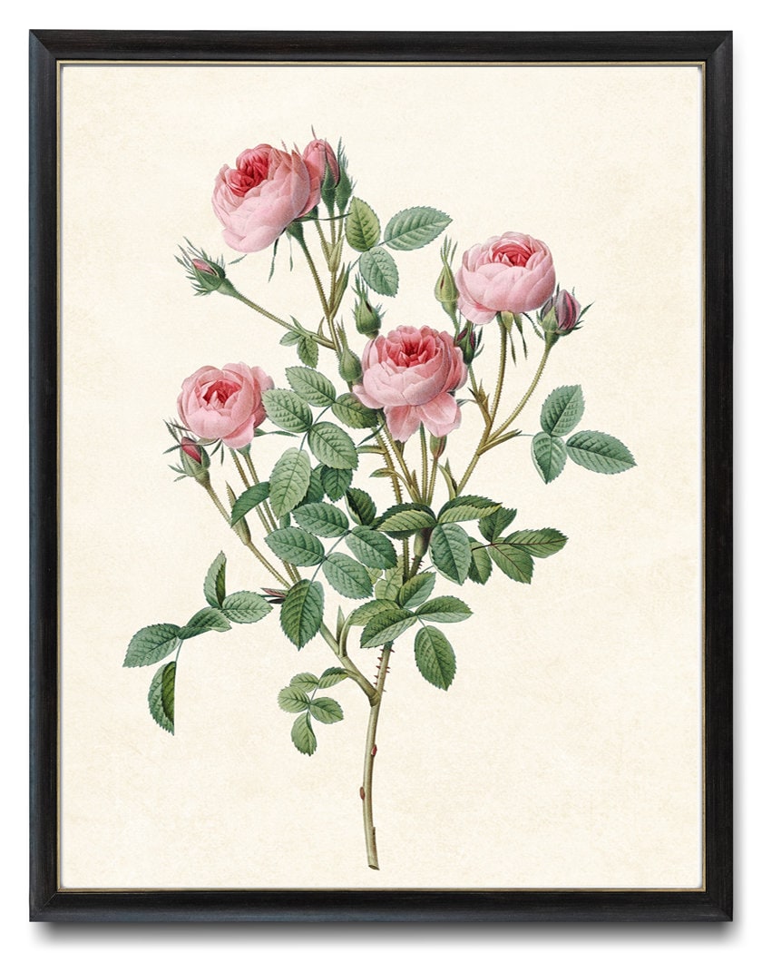 Pink Rose Art Digital Download, P.J. Redoute Vintage Roses