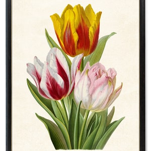 Vintage Tulpen Kunstdruck, Digitaler Download, Tulpe Frühling Blumen Botanische Wandkunst druckbar