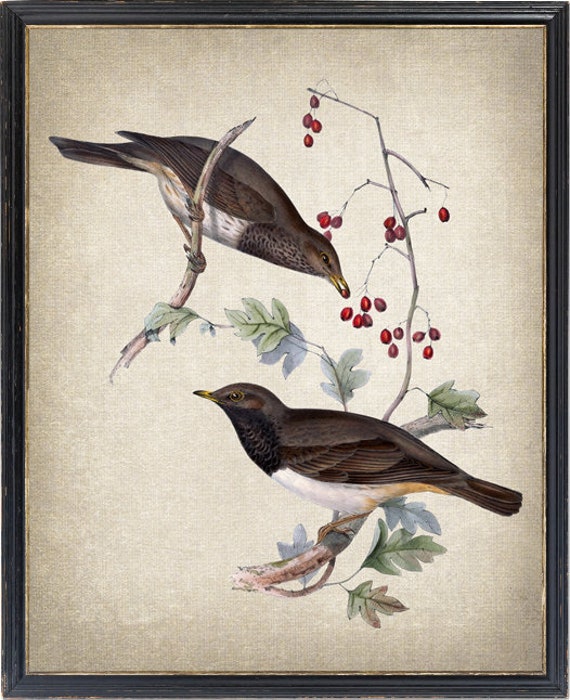 Bird and Botanical Art Print, Digital Download, 'black