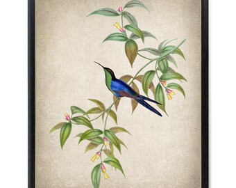 Bird and Botanical Art Print, 'Waterton's Wood Nymph' Hummingbird Vintage Illustration, Digital Wall Art Printable INSTANT DOWNLOAD