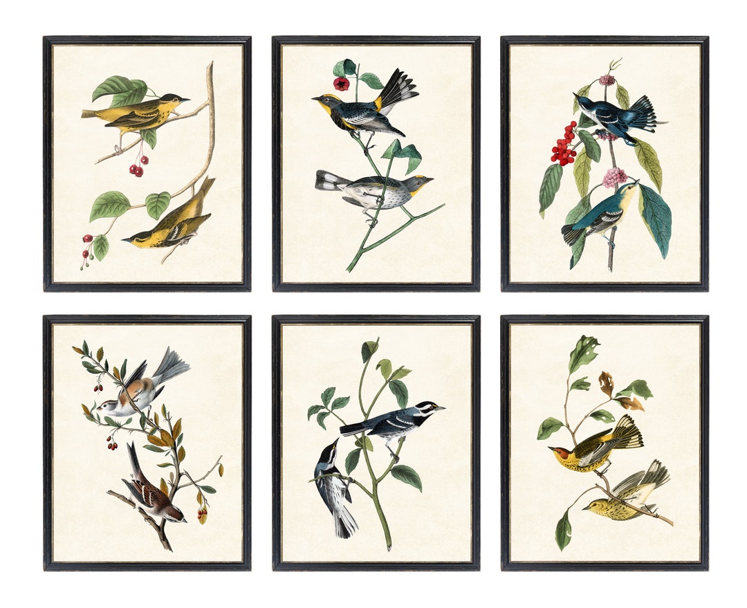 【メーカー直売】の商品をすべて Set Bird Vintage Prints, Digital Birds Audubon 6 of アート・デザイン・音楽