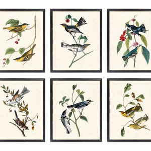 Set of 6 Audubon Birds Digital Prints, Vintage Bird Illustrations, Bird and Botanical Wall Art Printables INSTANT DOWNLOAD