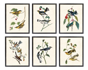 Set of 6 Audubon Birds Digital Prints, Vintage Bird