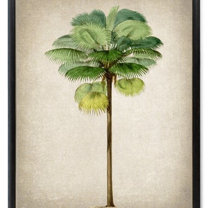 Tropical Palm Tree Instant Print, Fiji Fan Palm Antique Illustration, Botanical Wall Art Printable Digital Download