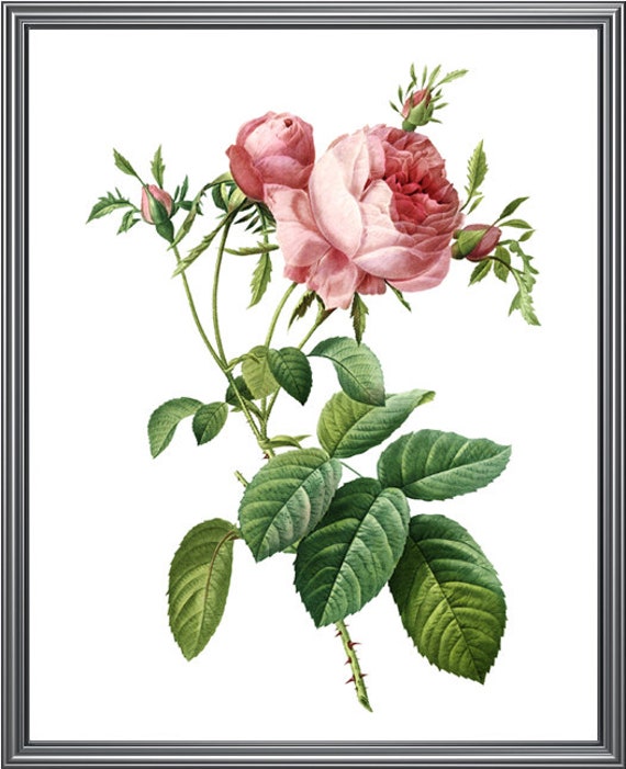 Pink Cabbage Rose Print Vintage Flower Illustration | Etsy