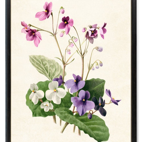 African Violets Printable Vintage Flower Illustration - Etsy
