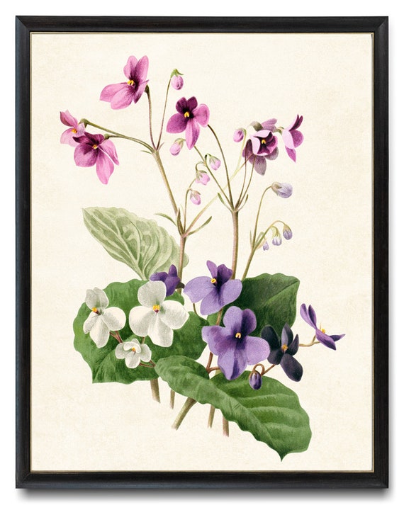 African Violets Printable Vintage Flower Illustration - Etsy