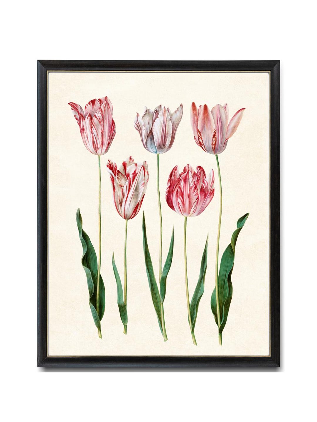Spring Tulips Digital Download, Vintage Flower Illustration, Tulip ...