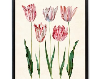 Spring Tulips Digital Download, Vintage Flower Illustration, Tulip Flowers Botanical Wall Art Printable