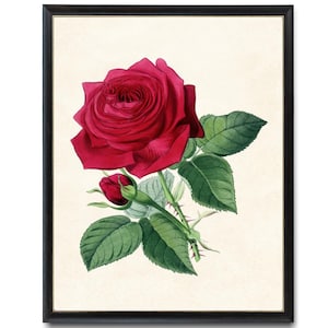 Red Rose Digital Art Print, Vintage Flower Illustration, Printable Rose Botanical Wall Art INSTANT DOWNLOAD