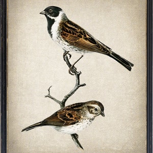 Bird Printable, &#39;Reed Bunting&#39; Birds Vintage Illustration, Ornithology Natural History, Wall Art Print INSTANT DOWNLOAD