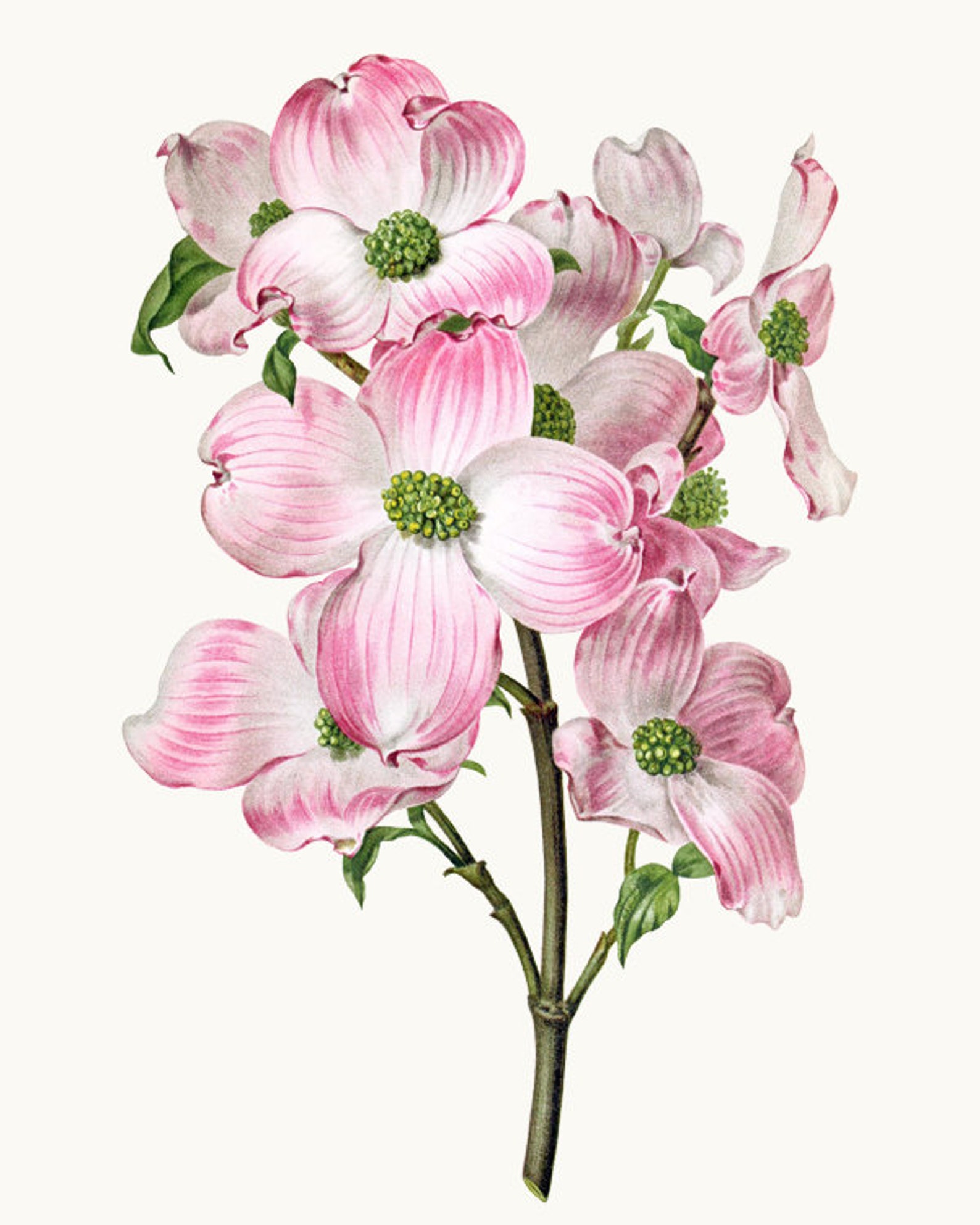 Pink Dogwood Flower Clipart Printable 'cornus Florida | Etsy