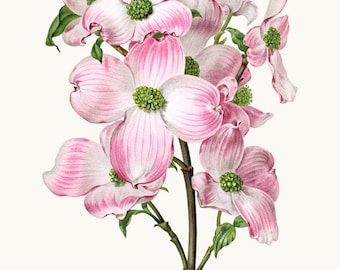 Pink Dogwood Flower Clipart Printable, 'Cornus florida rubra' Vintage Illustration, Commercial Use, Transparent Background PNG File Download