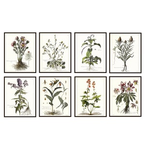 Français Botanical Printables 11x14 Set de 8, Antique Botany Illustrations, 17th century Flowers Plants Wall Art Prints INSTANT DOWNLOAD