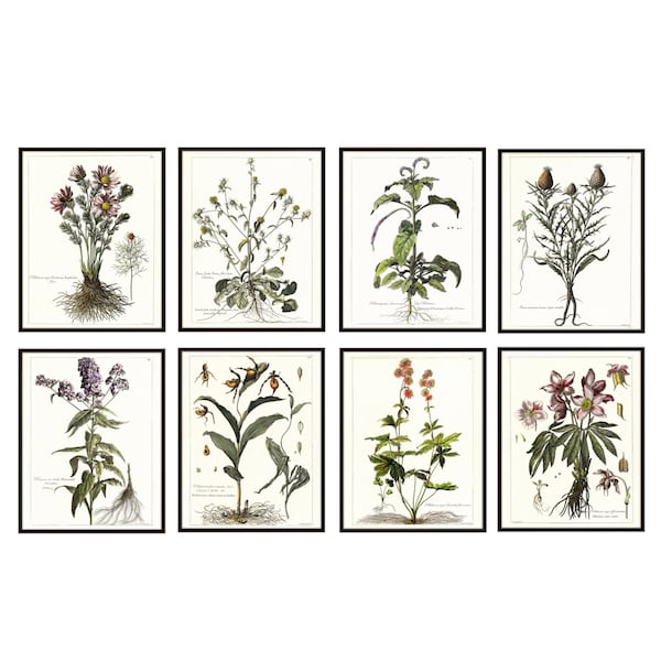 French Botanical Printables 11x14 Set of 8, Antique Botany Illustrations, 17th century Flowers Plants Wall Art Prints INSTANT DOWNLOAD