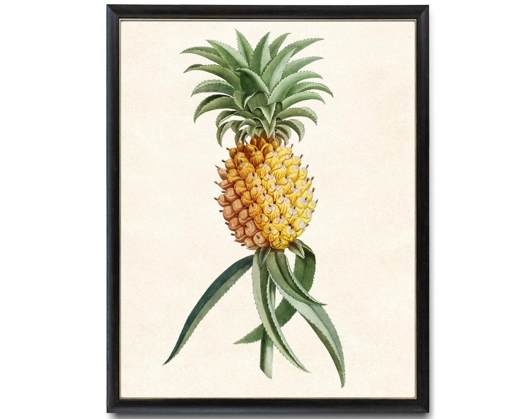 Impresión de piña, Ilustración de frutas antiguas, Arte de pared de ...