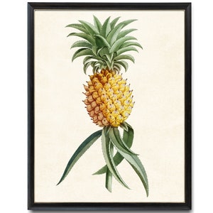 Pineapple Print, Antique Fruit Illustration, Printable Kitchen Wall Art, Botanical Instant Download