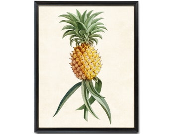 Pineapple Print, Antique Fruit Illustration, Printable Kitchen Wall Art, Botanical Instant Download