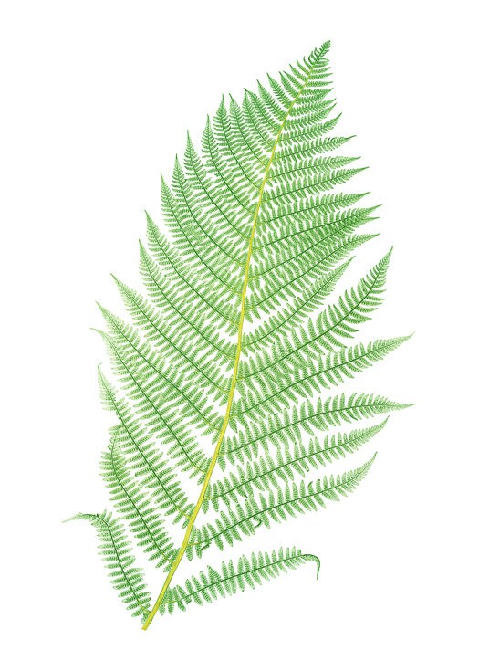 Fern Printable Set of 10 Vintage Illustrations 5x7 Print Set - Etsy