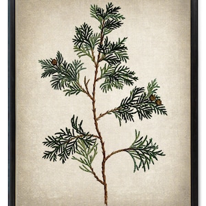 White Cedar Branch Digital Print, Vintage Illustration, Printable Botanical Wall Art INSTANT DOWNLOAD