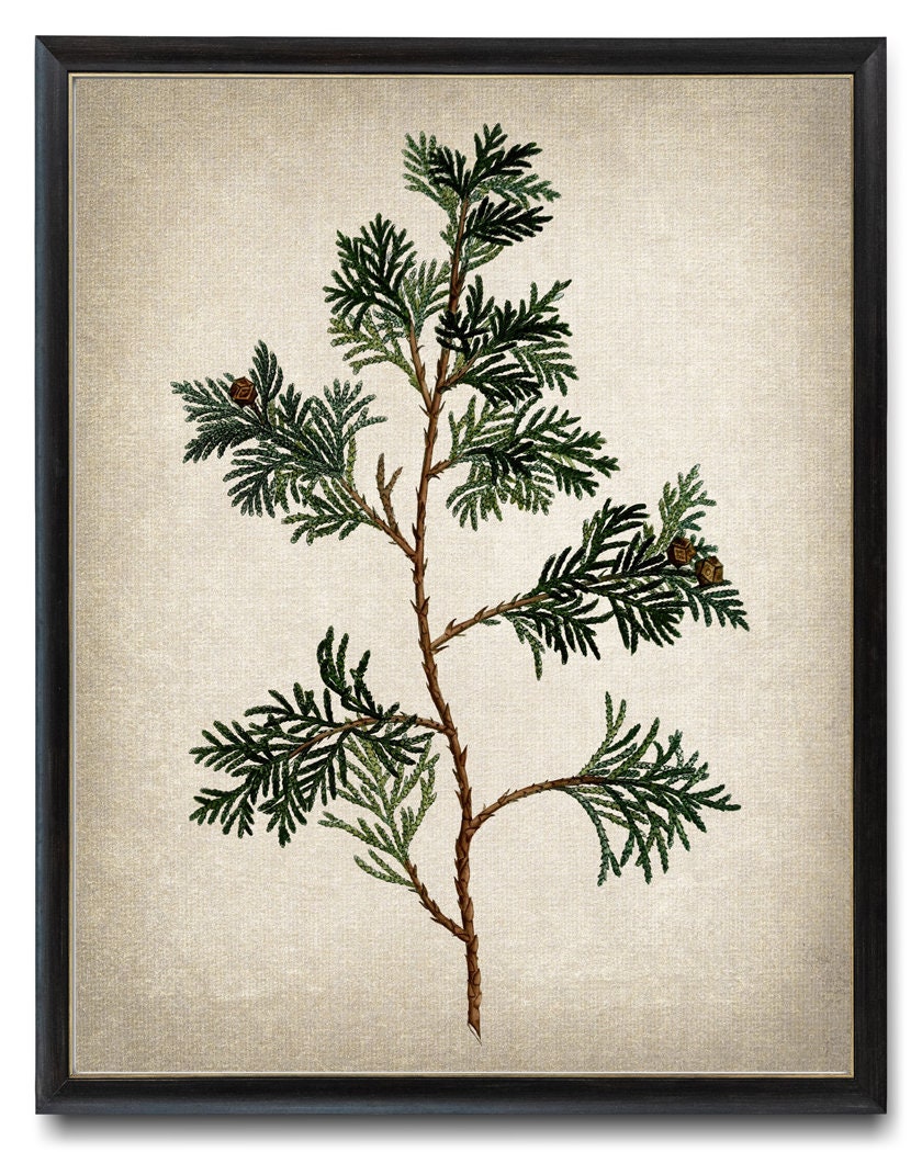 White Cedar Branch Digital Print, Vintage Illustration, Printable