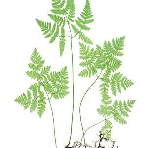 Fern Printable Set of 10, Vintage Illustrations, 5x7 Print Set Ferns ...