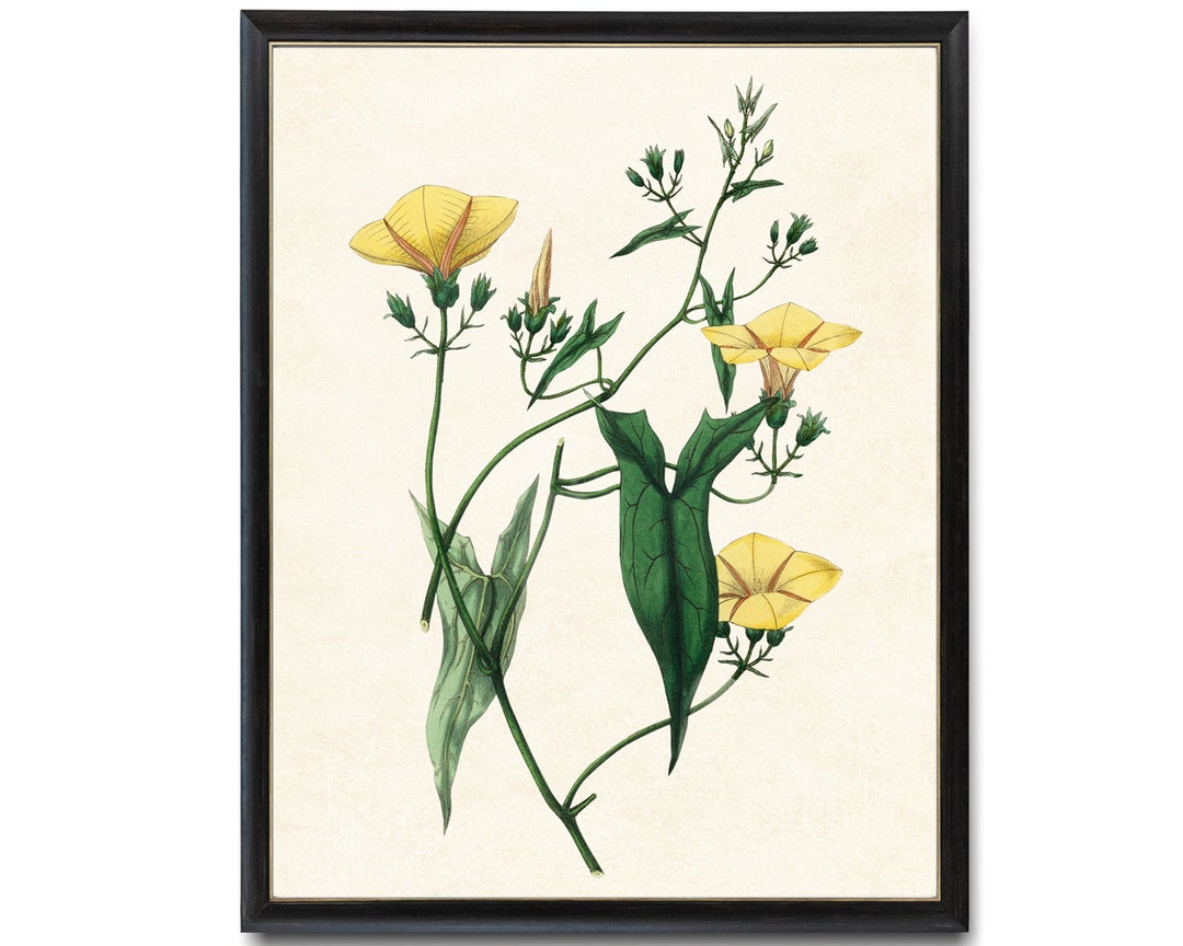 Yellow Flowers Digital Download 8x10 Art Print / Scammony Plant Vintage ...