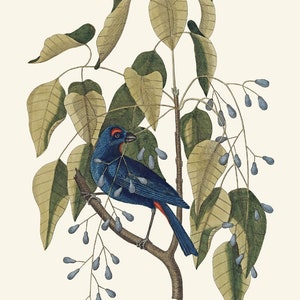 May include: A blue bird with a red breast and a black head perched on a branch with green leaves and blue berries.