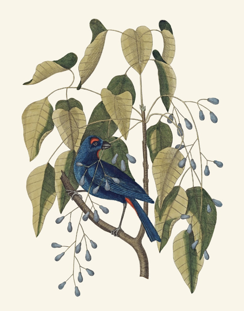 May include: A blue bird with a red breast and a black head perched on a branch with green leaves and blue berries.