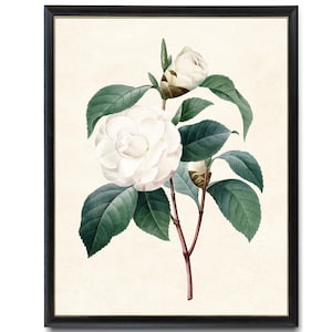 Printable White Camellia, Antique Illustration, &#39;Japonica&#39; Common Camellia Botanical Wall Art Print INSTANT DOWNLOAD