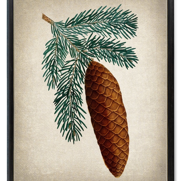 Digital Botanical Print, Norway Spruce Pinecone Vintage Illustration, Evergreen Plant Wall Art, Instant Download Printable