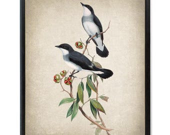 Bird and Botanical Art Print, 'White-tailed Robin' Vintage Illustration, Digital Wall Art Printable INSTANT DOWNLOAD