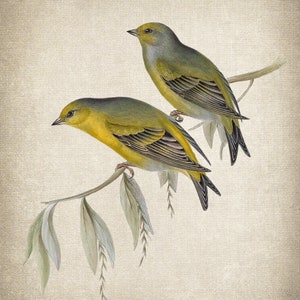 May include: Two yellow and green birds perched on a branch with green leaves. The birds are facing different directions and have a detailed, realistic appearance.